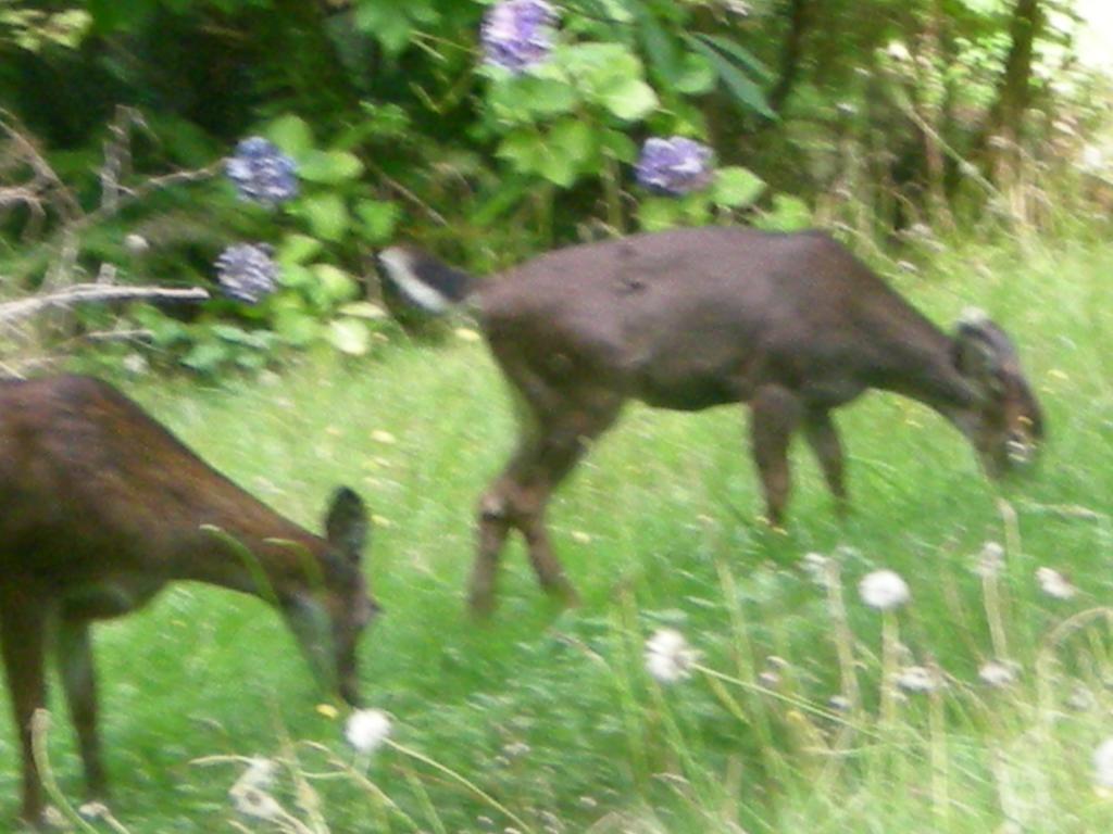 Davis Brook Retreat Bed & Breakfast Sechelt Bagian luar foto
